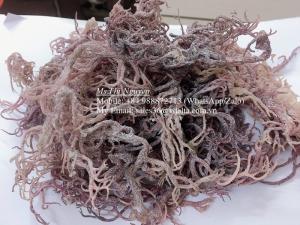 Wholesale dried eucheuma: Purple Seamoss From Vietnam/ Cottonii Seaweed High Quality/ Ms.Thi Nguyen +84 988872713