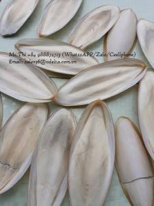 Wholesale Other Animal Feed: Cuttlefish Bone From Vietnam/ Dried Cuttlefish Bone Best Price/ Ms.Thi Nguyen +84 988 872 713