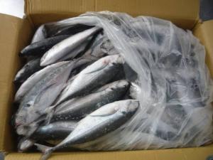 Wholesale Frozen Food: Frozen Fish Tuna Mackerel