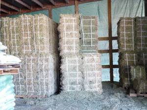Wholesale good condition: Animal Feed ,Cattle Feed ,Goat Feed