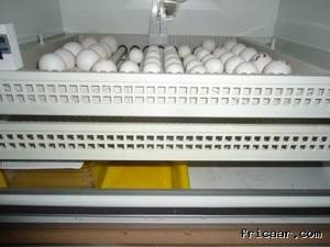 Wholesale incubators: Parrot Egg Incubators for Sale
