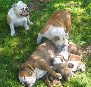 Wholesale pack: Puppies Dog for Sale