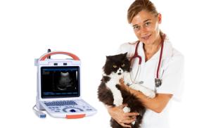 Wholesale vet: Portable Black & White Ultrasound with Pseudo Color for PET VET ANIMAL