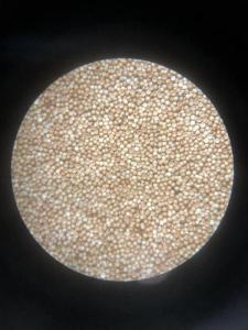 Shandong Ruizhan Marine Biotechnology Co., Ltd - artemia cysts ...