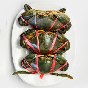 Wholesale Frozen Food: Live Fresh Mud Crab