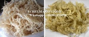 Wholesale dried eucheuma: Dried Eucheuma Cottonii Seaweed