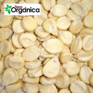 Wholesale sugar: Giant Inca Corn