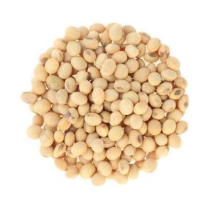 Wholesale soy: Non Gmo Soybeans / Soya Beans Soy Bean Seeds and Soya Bean Seeds