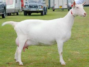 Wholesale tag: Full Blood LIVE Boer Goats / Live Purebred Saanen Goats / Live Red Kalahari Goats / Live Boar Goats
