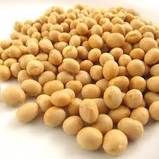 Wholesale Beans: Raw Non-GMO Soybean / Soybeans / High Quality Non GMO Yellow