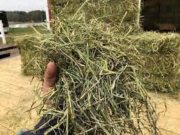Wholesale Hay: High Quality Alfafa Hay Feed, Timothy Hay Grass, Orchard Grass Hay for Sale