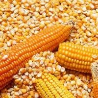Non GMO Yellow Corn  / Yellow Corn Maize for Sale
