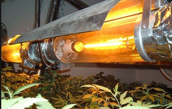 лампы дназ для выращивания конопли