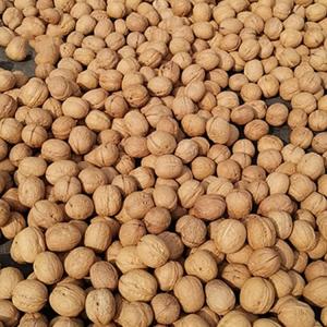 Wholesale nuts: Walnut
