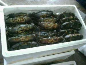 Wholesale lobsters: Fresh Live  Mud Crab All Sizes for  Sale