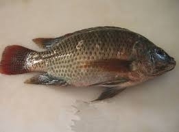 Wholesale tilapia fish: Sea Food W/R Tilapia Black Tilapia Fish