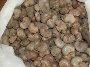 Wholesale plastics: Raw Type Cashew Nuts in Shell From Indonesia