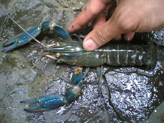 live lobsters in water