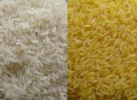 Sell Basmati and Jasmine Long Grain White and Brown Rice