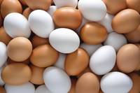 Fresh Brown and White Table Eggs, Chicken Eggs From Turkey