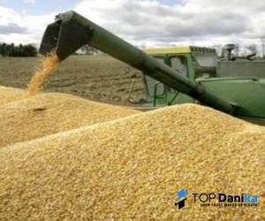 Wholesale kernel: Milling Wheat Crop Production 2021 Origin Romania