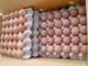 Sell Fresh White and Brown chicken eggs
