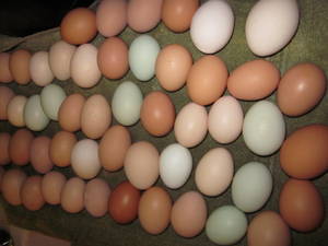 Wholesale divider: Fresh White and Brown Chicken Eggs