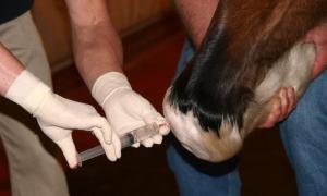 Wholesale Veterinary Medicine: Sodium Hyaluronic Intra-articular Injection for Horse