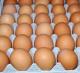 Sell  Fresh Table Chicken Eggs