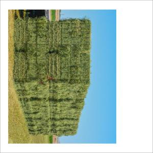 Wholesale alfalfa grass: Rhode Grass Hay / Alfalfa Hay/Timothy Hay for Animal Feed