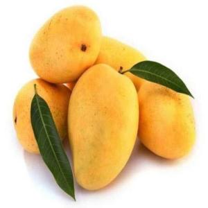 Wholesale Mango: Vietnam Fresh Mango for Exporting with Standard Quality, Packaged Carefully and the Best Price
