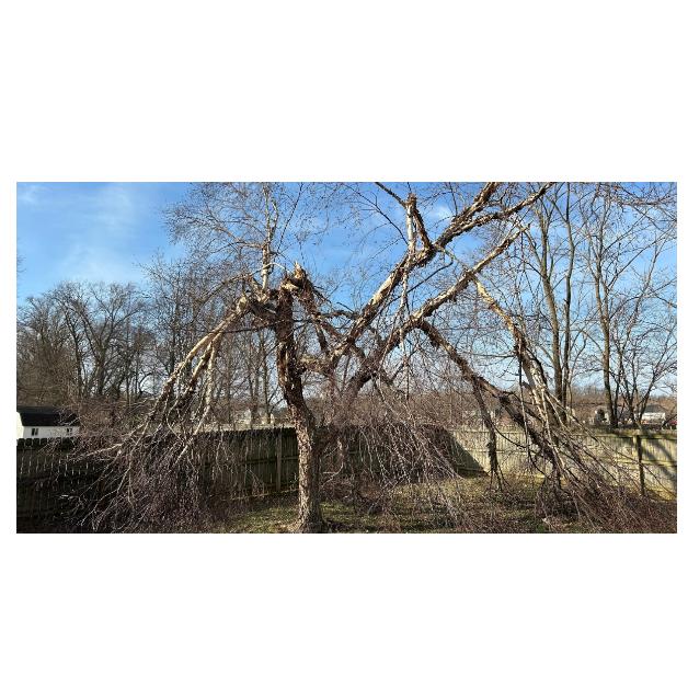 Tree-B-Gone