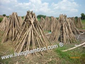 Wholesale construction material: Bamboo Pole for Construction, Plants, Decoration