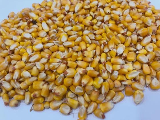 Maize/Whole Corn/Broken Corn