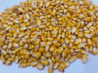 Maize/Whole Corn/Broken Corn