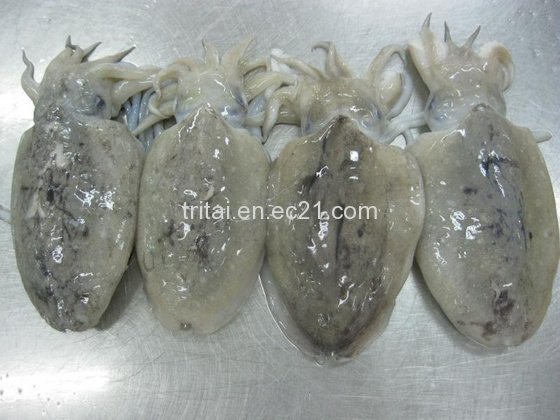 Frozen Squid Whole Round(id:8180959) Product details - View Frozen