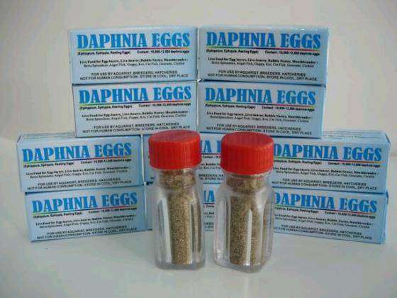 Daphnia Eggs ( Ephippium, Ephippia, Resting Eggs)(id:2587697) Product ...