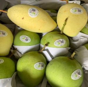 Wholesale dates: Sell Fresh Mango (Trademark Cat Hoa Loc)