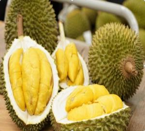 Wholesale pillow: Sell Fresh Durian or Frozen Durian