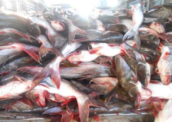 Sell Frozen Pangasius Fish Whole Roun (500-800gr) for Sale