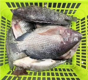 Wholesale fish: Frozen Whole Black Tilapia Fish (800g-1000g) From Thailand