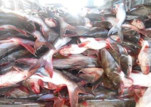 Wholesale pangasius: Frozen Pangasius Fish Whole Roun (500-800gr) for Sale
