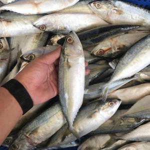 Wholesale mercury: Frozen Indian Mackerel Fish, Fisch(5-8pcs), 1kg-per Pkt
