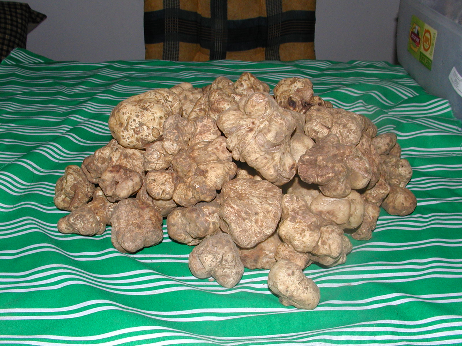 white_truffle_tuber_magnatum_pico.jpg