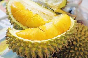 Wholesale origin thailand: Frozen Durian