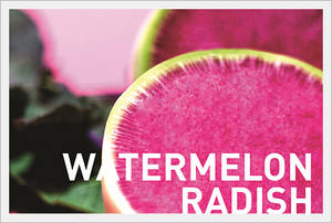 Wholesale Fresh Radish: Watermelon Radish