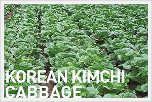 Wholesale kimchi: Korean Kimchi Cabbage