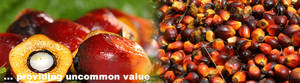 Wholesale palm: Red Oil