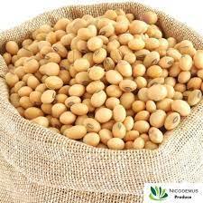Wholesale radiator: NON-GMO Yellow Soybean