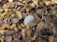 palm kernel shells